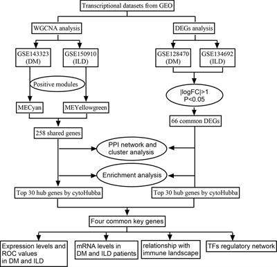 The molecular mechanism underlying dermatomyositis related interstitial lung disease: evidence from bioinformatic analysis and in vivo validation